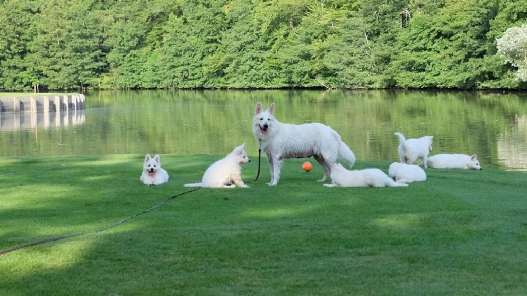 De L'Eternel Sourire - Berger Blanc Suisse - Portée née le 16/06/2021