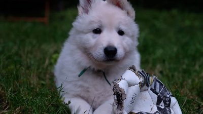 Stella